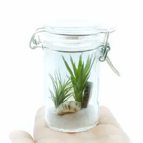 Beach Dreams Jar Terrarium