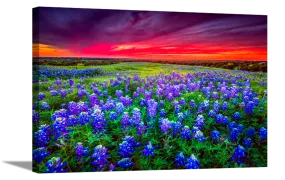 Blue Bonnet Field V | Floral Canvas or Framed Print | Various Sizes